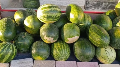 Topraklarından bereket fışkıran Andırın’da tarım emekçisi Celil Peksoy’un yetiştirdiği karpuzlar