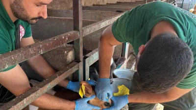 Hayvan sağlığının korunması ve şap hastalığıyla etkin mücadele amacıyla yürütülen