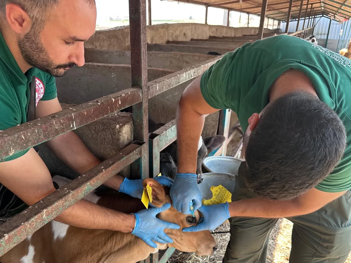 Hayvan sağlığının korunması ve şap hastalığıyla etkin mücadele amacıyla yürütülen
