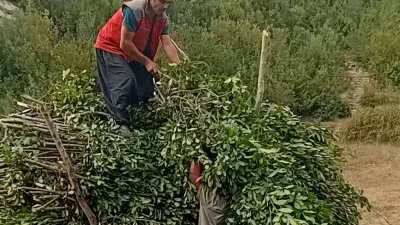 Kahramanmaraş’ın Andırın ilçesinde köylülerin en önemli geçim kaynaklarından biri olan