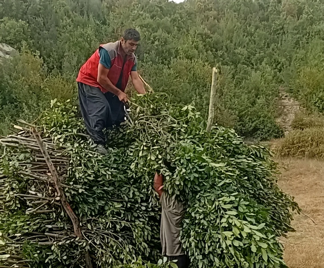 Kahramanmaraş’ın Andırın ilçesinde köylülerin en önemli geçim kaynaklarından biri olan