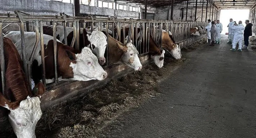 Kahramanmaraş’ta hayvan hareketliliğine yönelik tedbirler kapsamında canlı hayvan pazarında faaliyetler