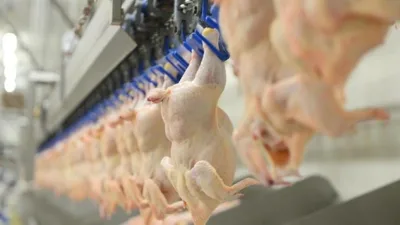 Sofralarda sıkça tüketilen tavuk etinin göğüs ve but bölümleri arasındaki