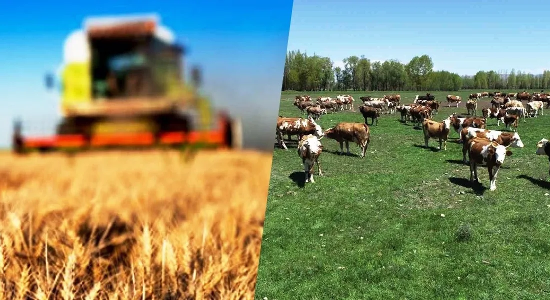 Tarım ve hayvancılık sektöründe üreticileri ilgilendiren yeni destek rakamları açıklandı.