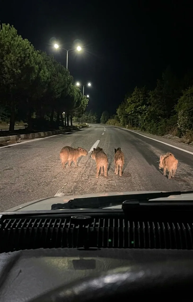 Kahramanmaraş’ın Andırın ilçesinde gece saatlerinde çevre yoluna inen yaban domuzu