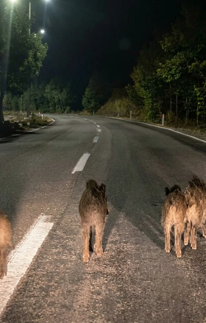 Andırın çevre yolunu domuz sürüsü bastı!