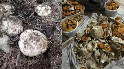 Andırın’da sonbahar yağışlarıyla birlikte bereketlenen dağlar, doğa tutkunlarının akınına uğradı.
