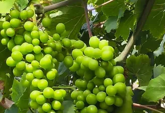 Kahramanmaraş’ın Andırın ilçesine bağlı Yeşilova Mahallesi’nde yetiştirilen "Yediveren" türü üzüm,