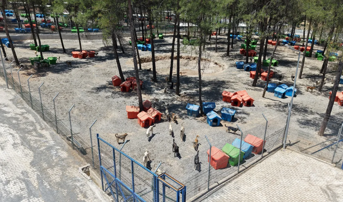 Büyükşehir Belediyesi ve Sahipsiz Hayvanları Koruma Birliği iş birliğiyle yürütülen