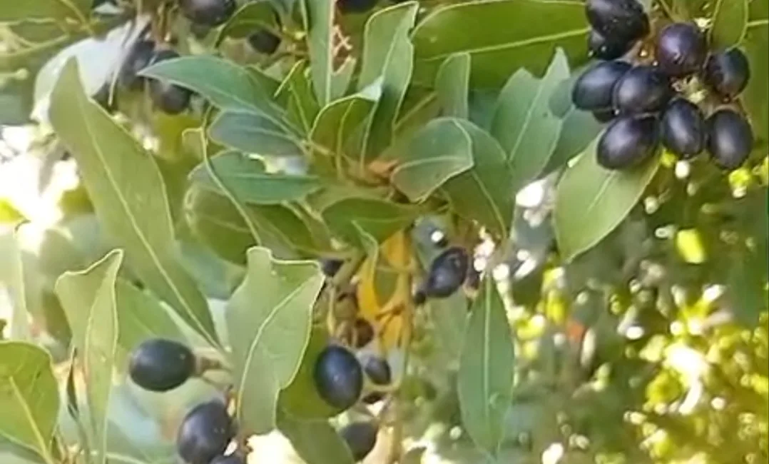 Kahramanmaraş’ın Andırın ilçesinde doğanın sunduğu önemli zenginliklerden biri olan defne