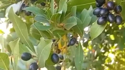 Kahramanmaraş’ın Andırın ilçesinde doğanın sunduğu önemli zenginliklerden biri olan defne