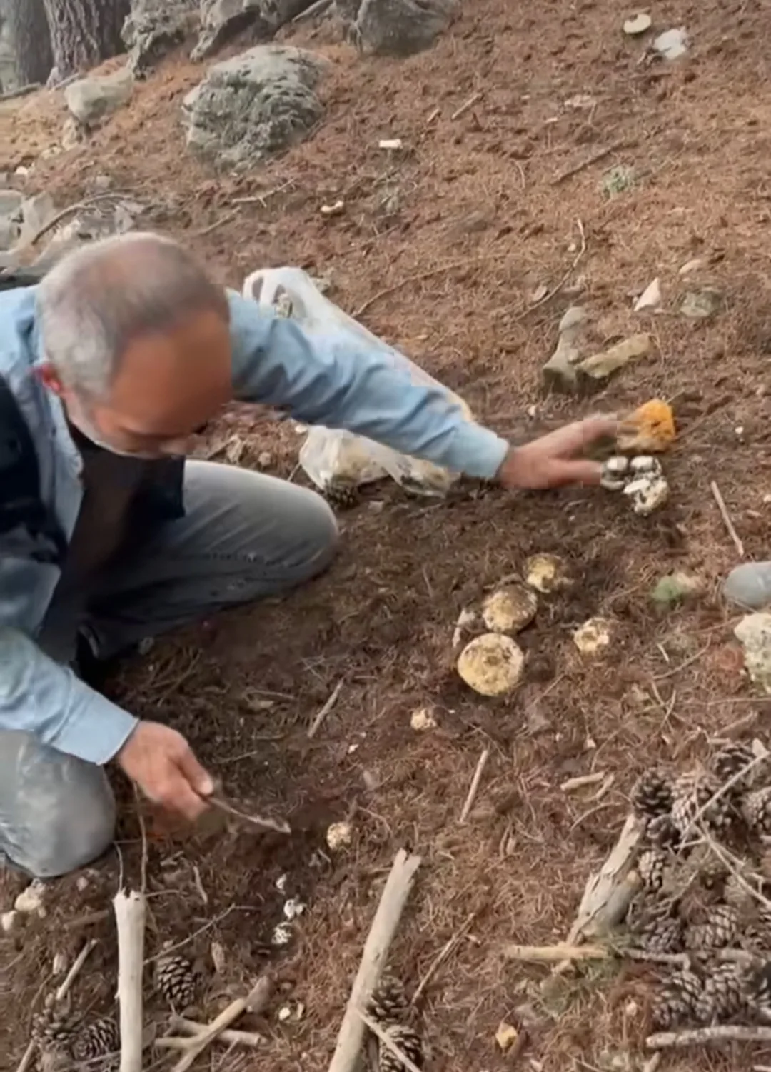 Andırın ormanlarında sonbahar bereketi!