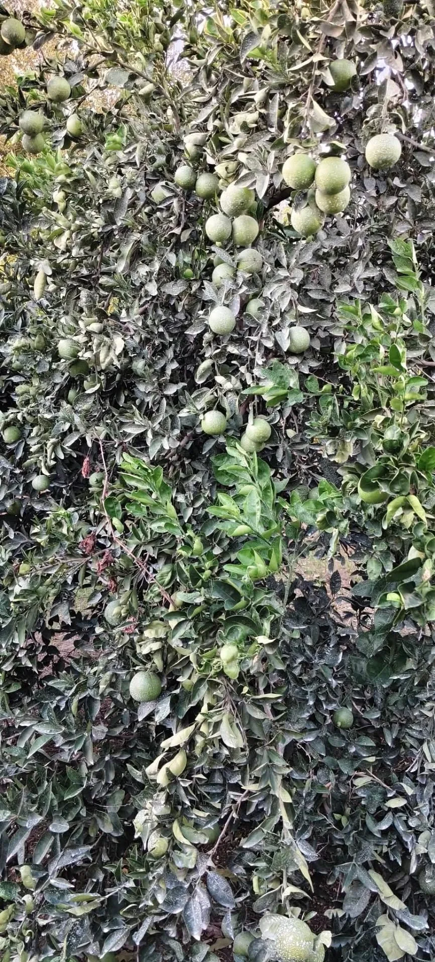 Andırınlı çiftçiden doğal yöntem!