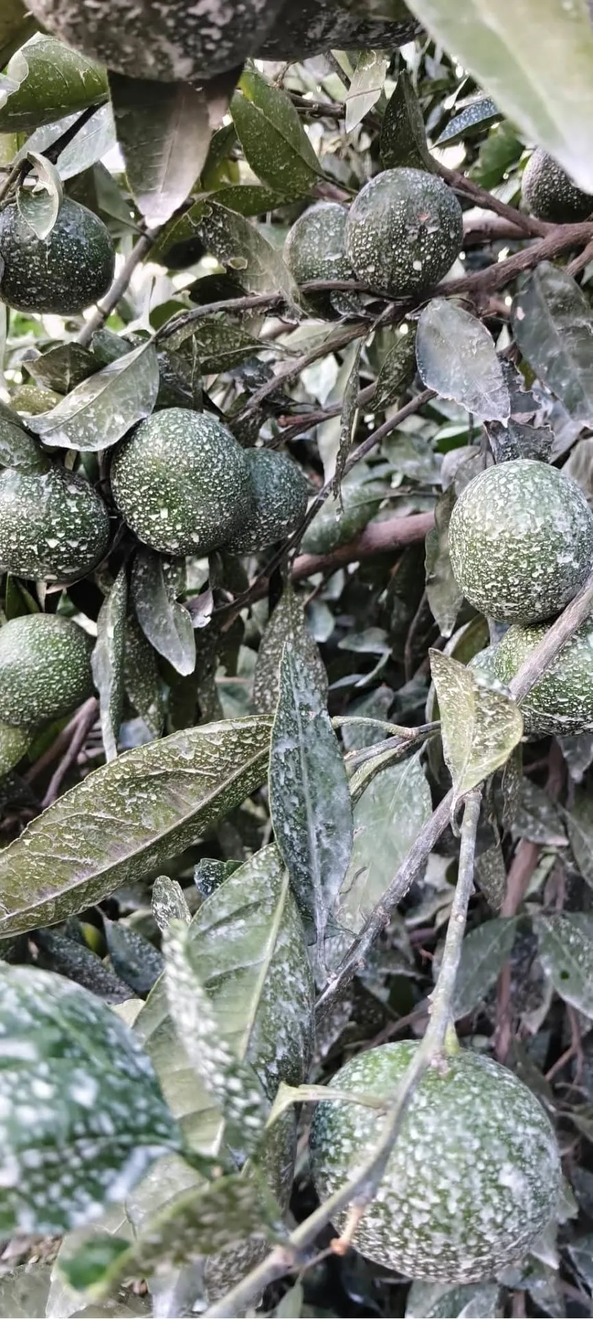 Andırınlı çiftçiden doğal yöntem!