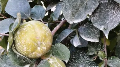 Kahramanmaraş’ın Andırın ilçesinde çiftçilik yapan Galip Baran, meyve bahçelerinde uyguladığı