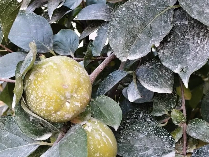 Kahramanmaraş’ın Andırın ilçesinde çiftçilik yapan Galip Baran, meyve bahçelerinde uyguladığı