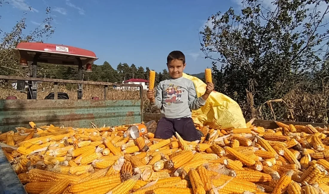 Kahramanmaraş’ın Andırın ilçesine bağlı Osmancık Mahallesi’nde, bereketli topraklarda yetiştirilen yerli