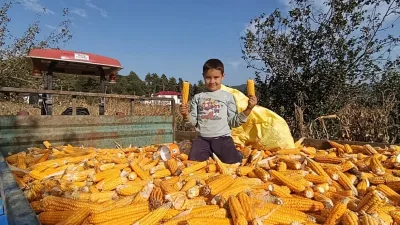 Kahramanmaraş’ın Andırın ilçesine bağlı Osmancık Mahallesi’nde, bereketli topraklarda yetiştirilen yerli