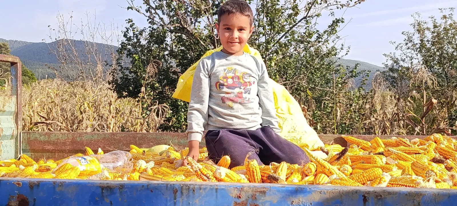 Andırın'da yağmurlar öncesi mısır hasadı seferberliği!