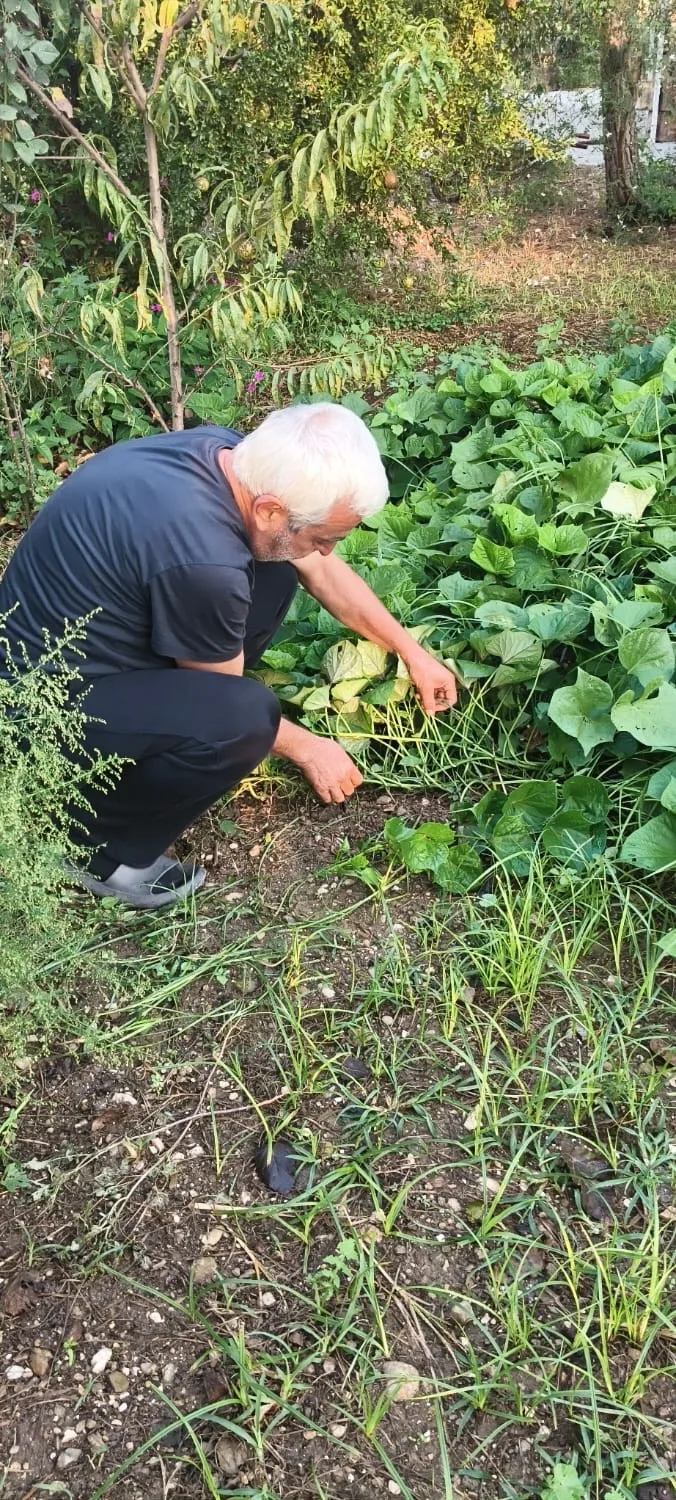 Andırın’da ata tohumu sarı tatlı patates üretiliyor!