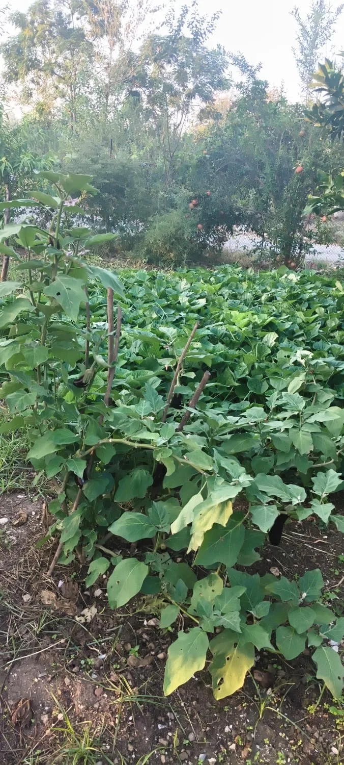 Andırın’da ata tohumu sarı tatlı patates üretiliyor!