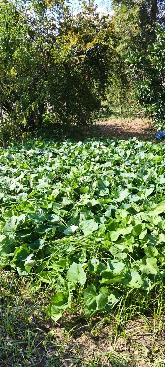 Andırın’da ata tohumu sarı tatlı patates üretiliyor!