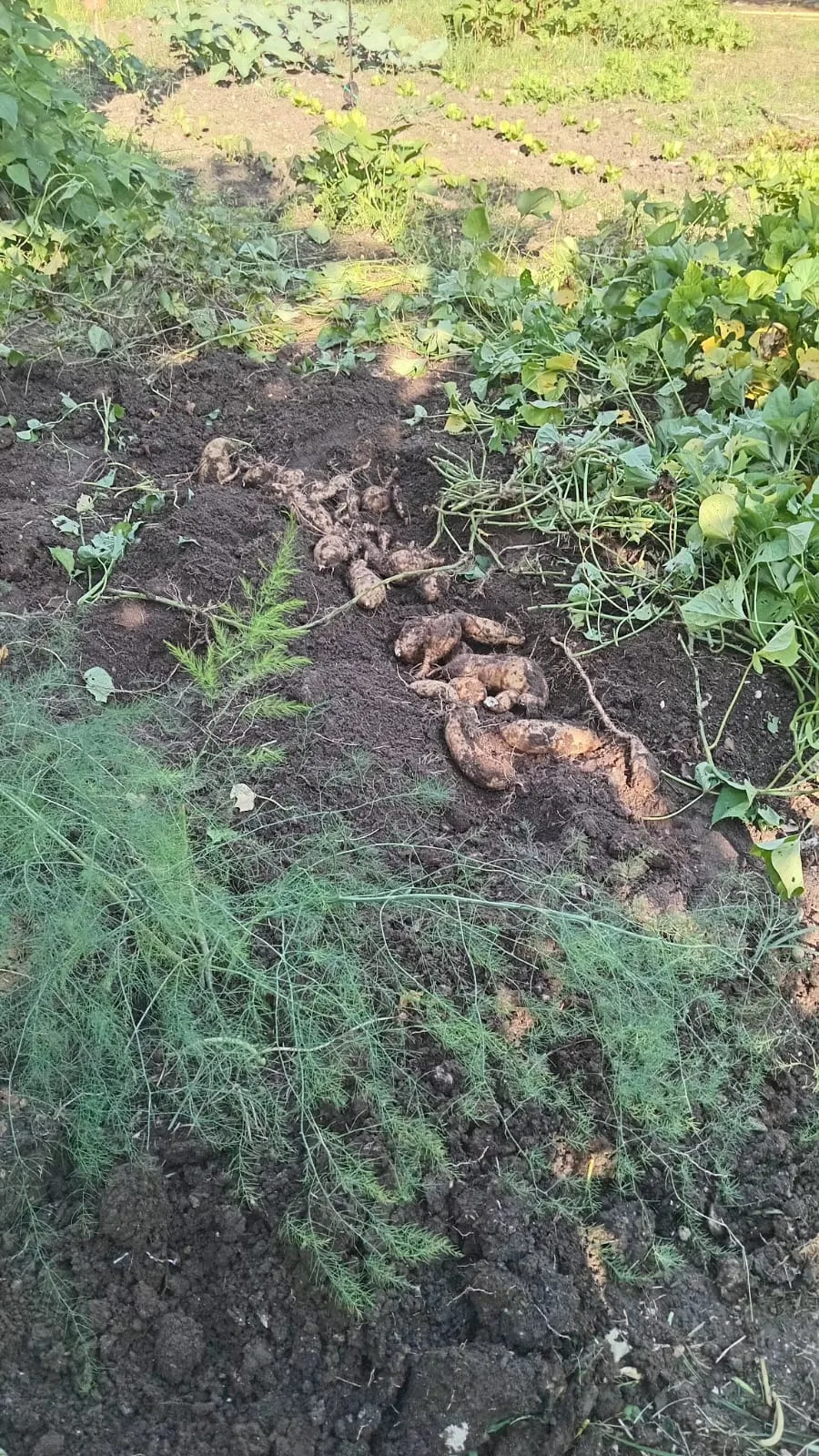 Andırın’da ata tohumu sarı tatlı patates üretiliyor!