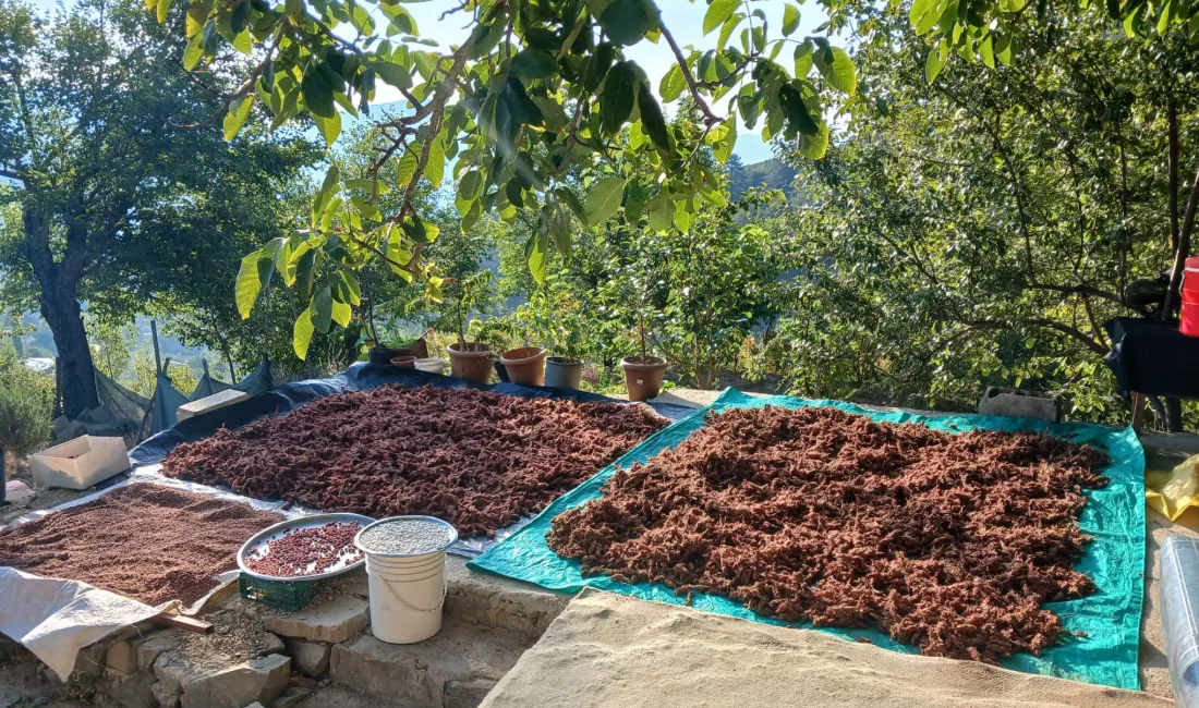 Kahramanmaraş’ın Andırın ilçesinde geleneksel tarım yöntemleriyle üretilen ve mutfakların vazgeçilmezi