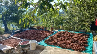 Kahramanmaraş’ın Andırın ilçesinde geleneksel tarım yöntemleriyle üretilen ve mutfakların vazgeçilmezi