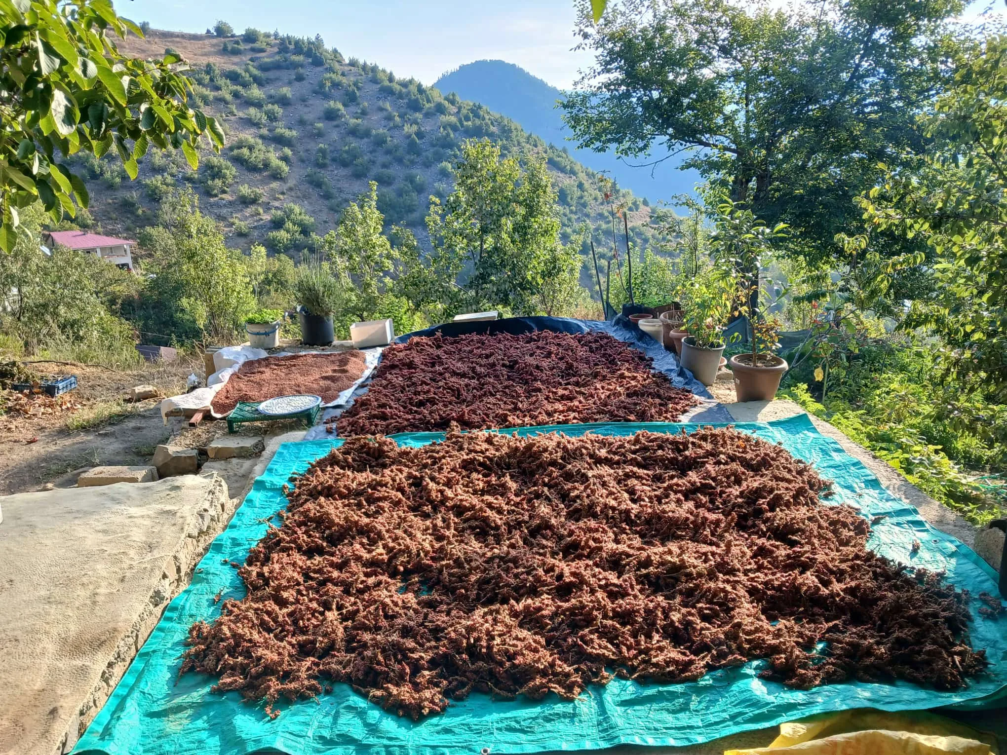 Andırın’ın şifalı lezzeti sumak ekşisinde hasat vakti!