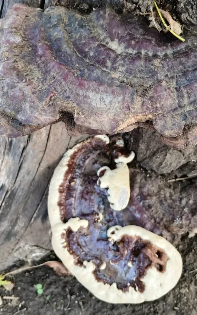 Andırın’da Geçmişin Ateş Kaynağı: "Kav" Mantarı!