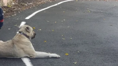 Kahramanmaraş’ın Andırın ilçesinde okul güzergâhında sürü halinde gezen başıboş köpekler,
