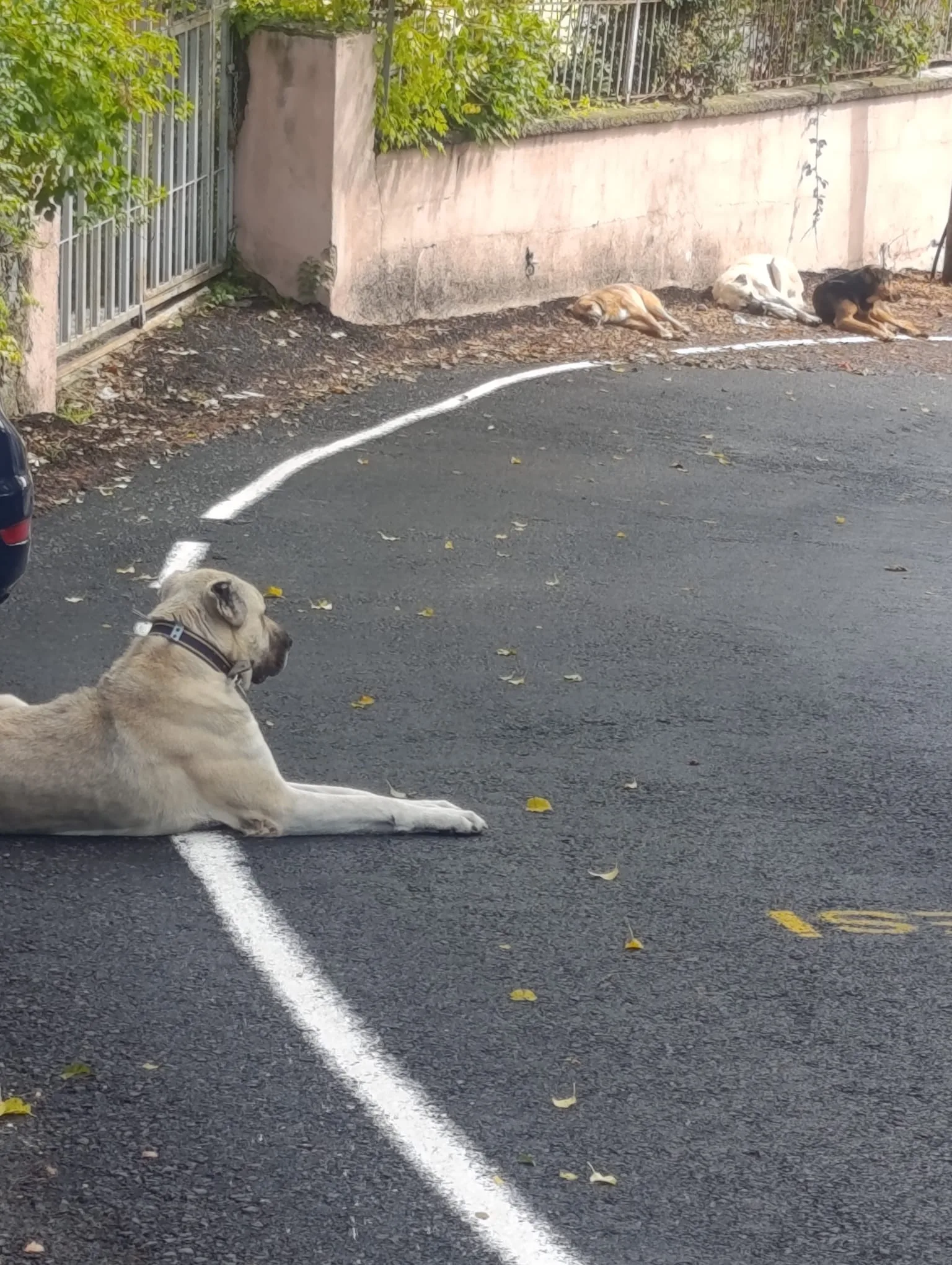 Andırın’da Okul Yolunda Başıboş Köpek Tehlikesi!