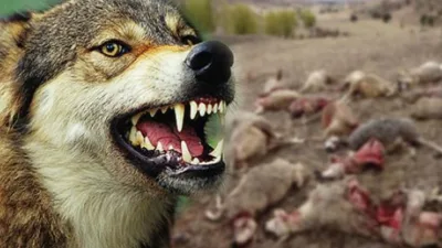 Kahramanmaraş’ın Türkoğlu ilçesinde meydana gelen kurt saldırısı, hayvancılıkla geçimini sağlayan