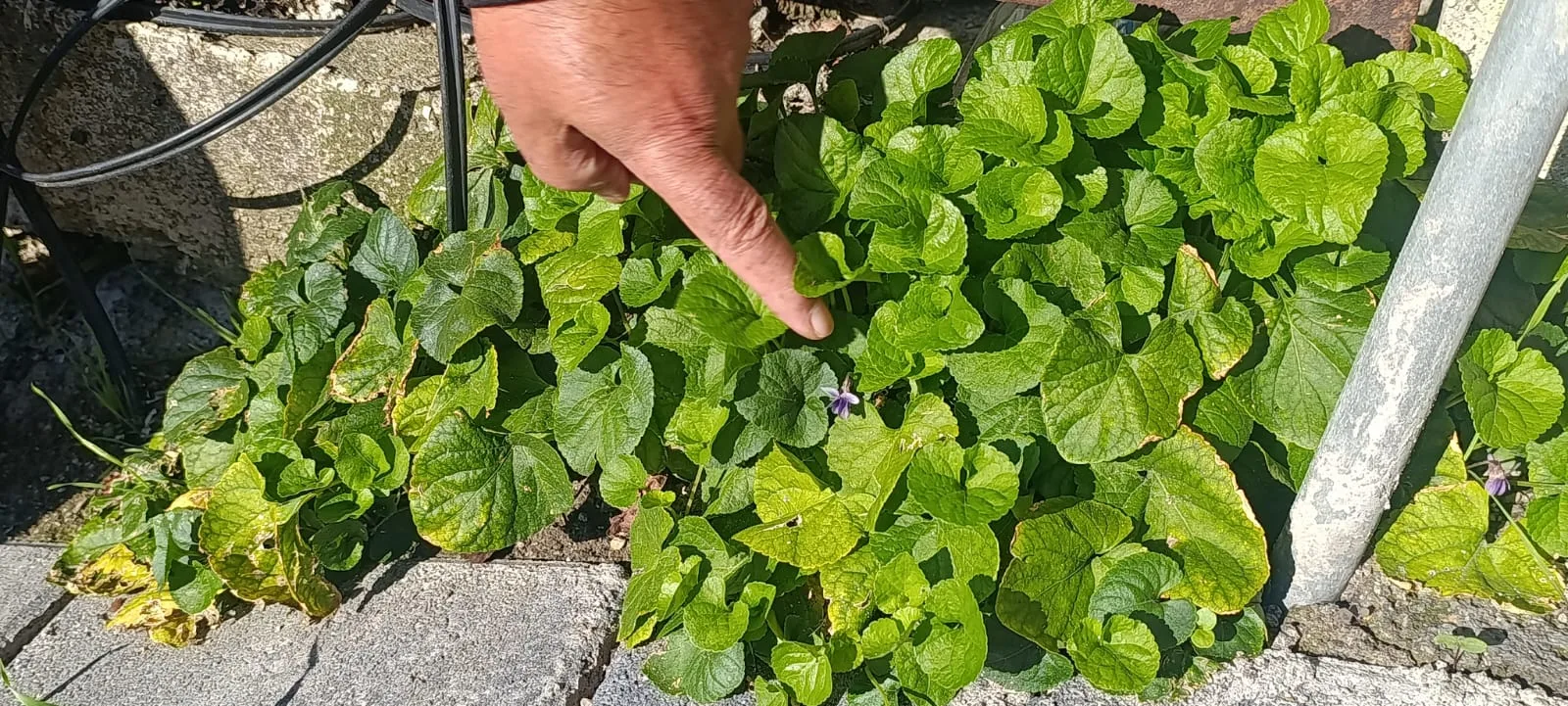 Sonbaharda açan menekşeler andırın’da şaşkınlık yarattı!