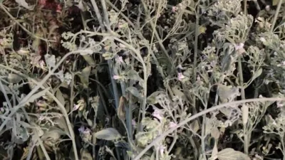 Kahramanmaraş’ın Andırın ilçesinde çiftçilik yapan Galip Baran, doğadan özenle topladığı